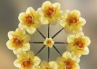 Daffodil Circle.jpg : Stacked Image